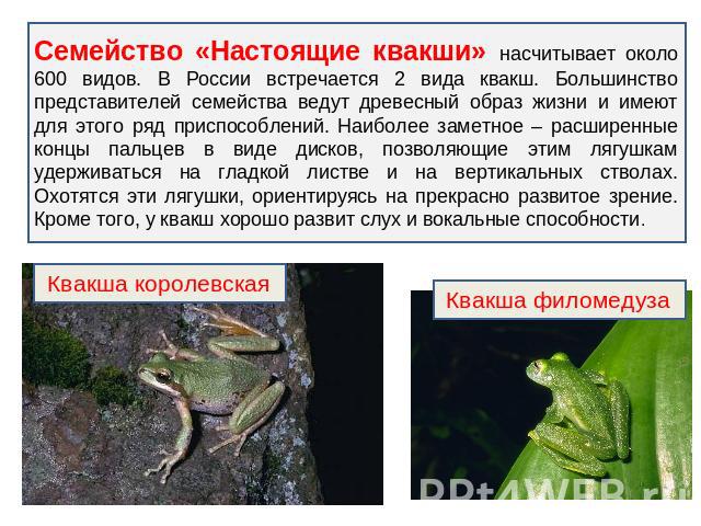 Семейство «Настоящие квакши» насчитывает около 600 видов. В России встречается 2 вида квакш. Большинство представителей семейства ведут древесный образ жизни и имеют для этого ряд приспособлений. Наиболее заметное – расширенные концы пальцев в виде …