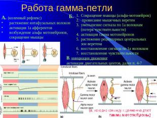 Работа гамма-петлиА. (коленный рефлекс)растяжение интафузальных волоконактивация