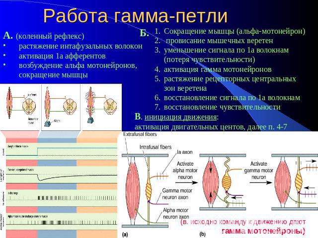 Работа гамма-петлиА. (коленный рефлекс)растяжение интафузальных волоконактивация 1а афферентоввозбуждение альфа мотонейронов, сокращение мышцыСокращение мышцы (альфа-мотонейрон) провисание мышечных веретенуменьшение сигнала по 1а волокнам (потеря чу…