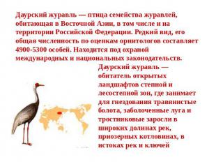 Даурский журавль — птица семейства журавлей, обитающая в Восточной Азии, в том ч