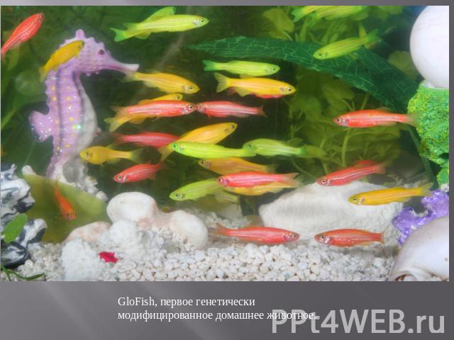 GloFish, первое генетически модифицированное домашнее животное.