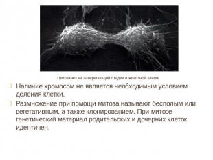 Цитокинез на завершающей стадии в животной клеткеНаличие хромосом не является не