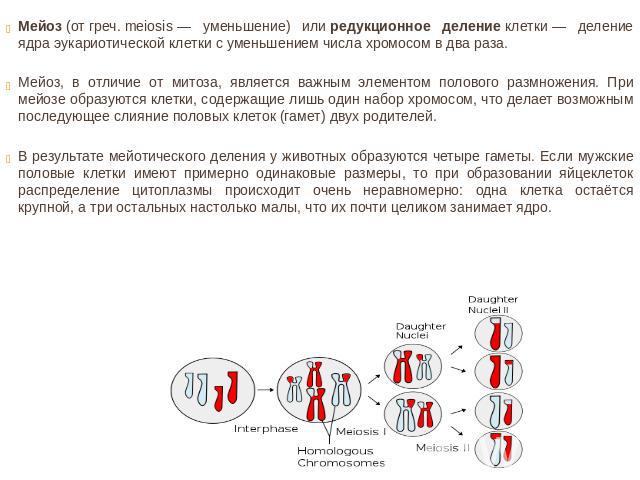 Мейоз (от греч. meiosis — уменьшение) или редукционное деление клетки — деление ядра эукариотической клетки с уменьшением числа хромосом в два раза. Мейоз, в отличие от митоза, является важным элементом полового размножения. При мейозе образуются кл…