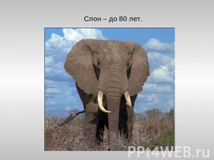 Слон – до 80 лет.
