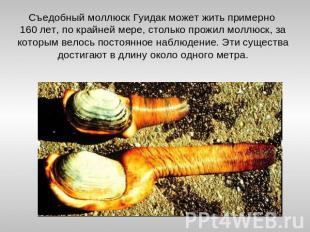 Съедобный моллюск Гуидак может жить примерно 160 лет, по крайней мере, столько п