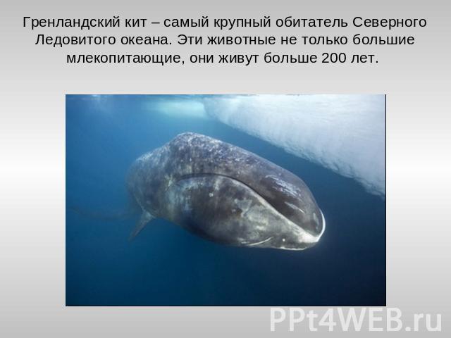 Гренландский кит – самый крупный обитатель Северного Ледовитого океана. Эти животные не только большие млекопитающие, они живут больше 200 лет.