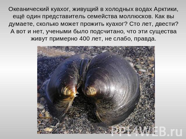 Океанический куахог, живущий в холодных водах Арктики, ещё один представитель семейства моллюсков. Как вы думаете, сколько может прожить куахог? Сто лет, двести? А вот и нет, учеными было подсчитано, что эти существа живут примерно 400 лет, не слабо…