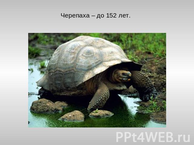 Черепаха – до 152 лет.