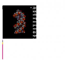 Дезоксирибонуклеиновая кислота (ДНК) — макромолекула, обеспечивающая хранение, п