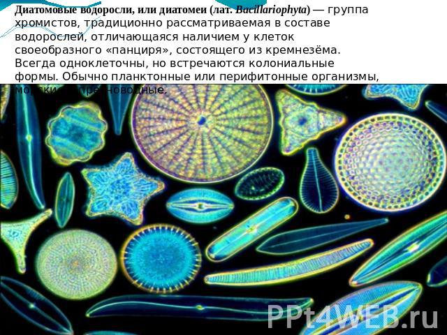 Диатомовые водоросли, или диатомеи (лат. Bacillariophyta) — группа хромистов, традиционно рассматриваемая в составе водорослей, отличающаяся наличием у клеток своеобразного «панциря», состоящего из кремнезёма. Всегда одноклеточны, но встречаются кол…