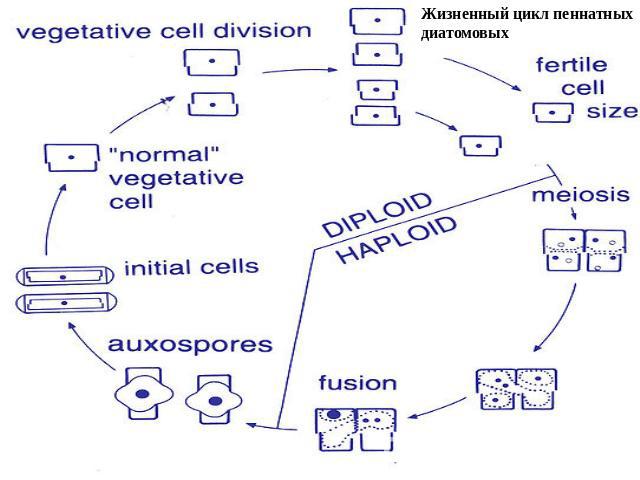 Жизненный цикл центрических диатомовых