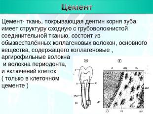 Цемент Цемент- ткань, покрывающая дентин корня зуба имеет структуру сходную с гр
