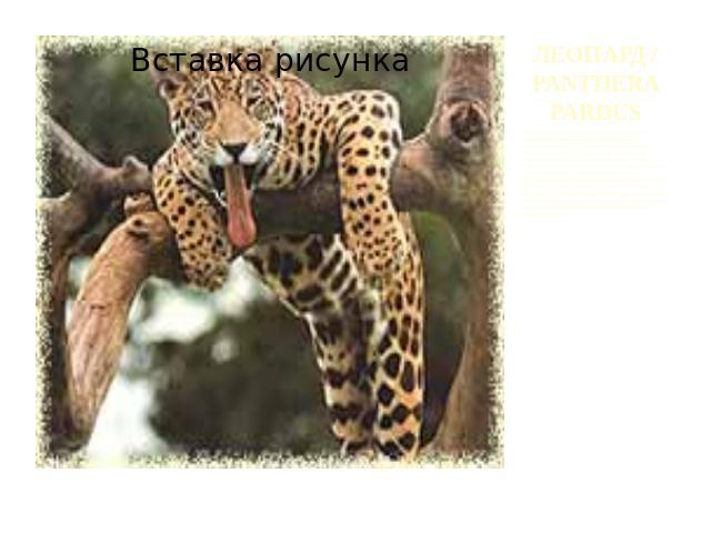 ЛЕОПАРД / PANTHERA PARDUSОбычные места обитания леопардов - это лесные пространства Центральной и Южной Африки, тропические леса Азии и горы, вплоть до покрытых снегом вершин. Благодаря своей пятнистой шкуре леопард почти незаметен в лесу. Леопард -…