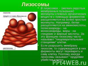 ЛизосомыВ лизосомах – (мелких округлых мембранных пузырьках) молекулы сложных ор