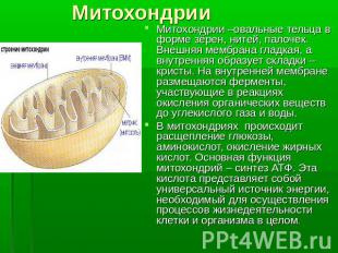 МитохондрииМитохондрии –овальные тельца в форме зёрен, нитей, палочек. Внешняя м