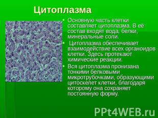 ЦитоплазмаОсновную часть клетки составляет цитоплазма. В её состав входят вода,