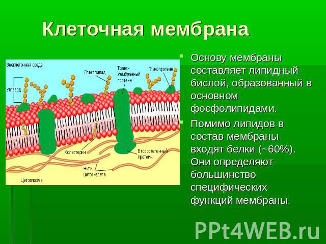 Клеточная мембрана Основу мембраны составляет липидный бислой, образованный в основном фосфолипидами. Помимо липидов в состав мембраны входят белки (~60%). Они определяют большинство специфических функций мембраны.