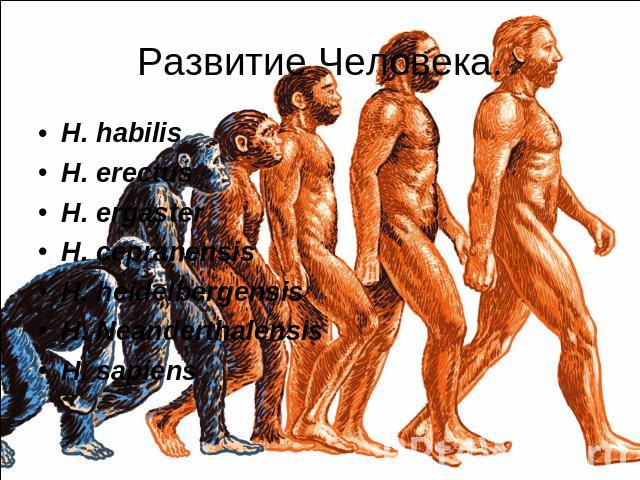 Развитие Человека.H. habilisH. erectusH. ergasterH. cepranensisH. heidelbergensisH. NeanderthalensisH. sapiens