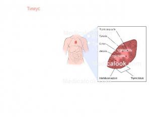 ТимусТимус (вилочковая железа) — орган лимфопоэза человека и многих видов животн