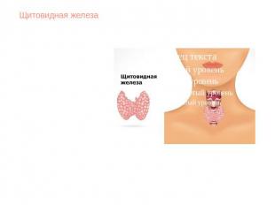 Щитовидная железаЩитовидная железа — эндокринная железа у позвоночных, хранящая