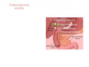 Поджелудочная железаПоджелудочная железа человека— орган пищеварительной системы
