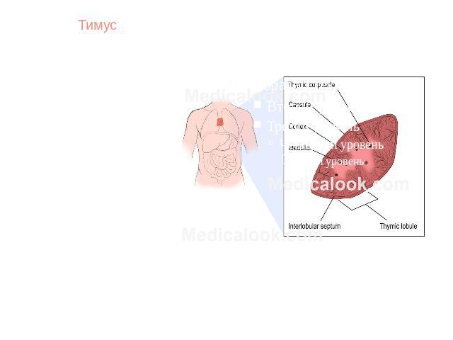 ТимусТимус (вилочковая железа) — орган лимфопоэза человека и многих видов животных, в котором происходит созревание, дифференцировка и иммунологическое «обучение» T-клеток иммунной системы. Вилочковая железа — небольшой орган розовато-серого цвета, …
