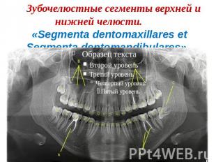 Зубочелюстные сегменты верхней и нижней челюсти. «Segmenta dentomaxillares et Se