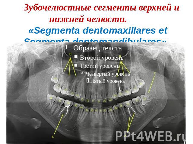 Зубочелюстные сегменты верхней и нижней челюсти. «Segmenta dentomaxillares et Segmenta dentomandibulares».