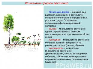 Жизненные формы растенийЖизненная форма – внешний вид растения, возникший в резу
