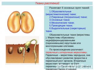 Ткани растенийРазличают 6 основных групп тканей:Образовательные (меристематическ