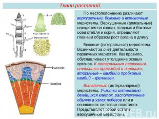 Ткани растенийПо местоположению различают верхушечные, боковые и вставочные мери