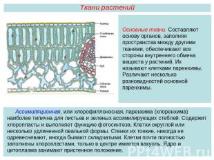 Ткани растенийОсновные ткани. Составляют основу органов, заполняя пространства м