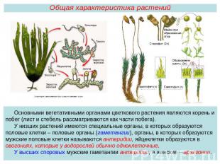 Общая характеристика растенийОсновными вегетативными органами цветкового растени