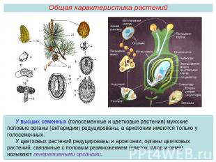 Общая характеристика растенийУ высших семенных (голосеменные и цветковые растени