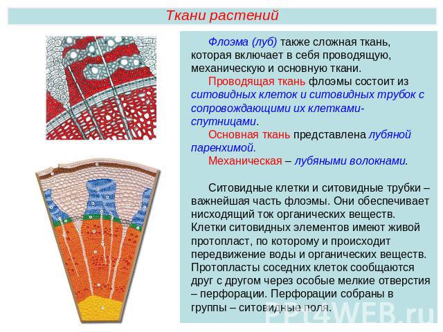 Ткани растенийФлоэма (луб) также сложная ткань, которая включает в себя проводящую, механическую и основную ткани. Проводящая ткань флоэмы состоит из ситовидных клеток и ситовидных трубок с сопровождающими их клетками-спутницами.Основная ткань предс…