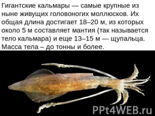Гигантские кальмары — самые крупные из ныне живущих головоногих моллюсков. Их об