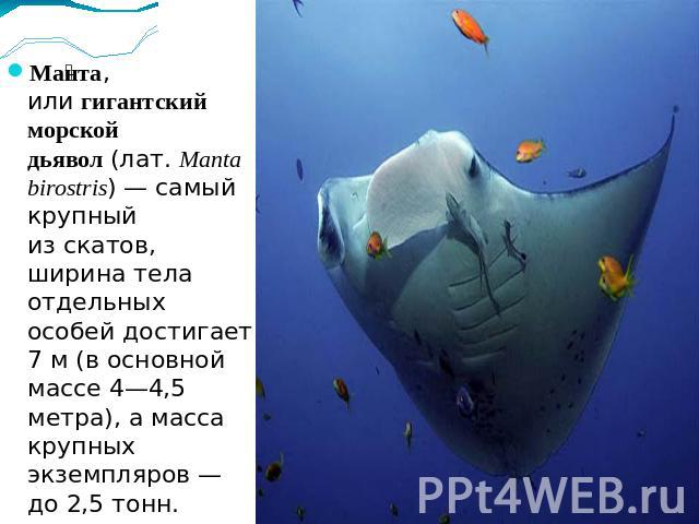 Манта, или гигантский морской дьявол (лат. Manta birostris) — самый крупный из скатов, ширина тела отдельных особей достигает 7 м (в основной массе 4—4,5 метра), а масса крупных экземпляров — до 2,5 тонн.