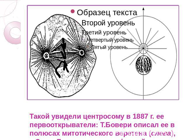 Такой увидели центросому в 1887 г. ее первооткрыватели: Т.Бовери описал ее в полюсах митотического веретена (слева), а Э.ван Бенеден - в интерфазной клетке.