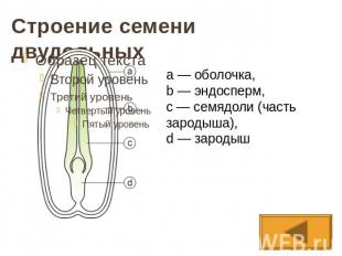 Строение семени двудольныхa — оболочка,b — эндосперм, c — семядоли (часть зароды