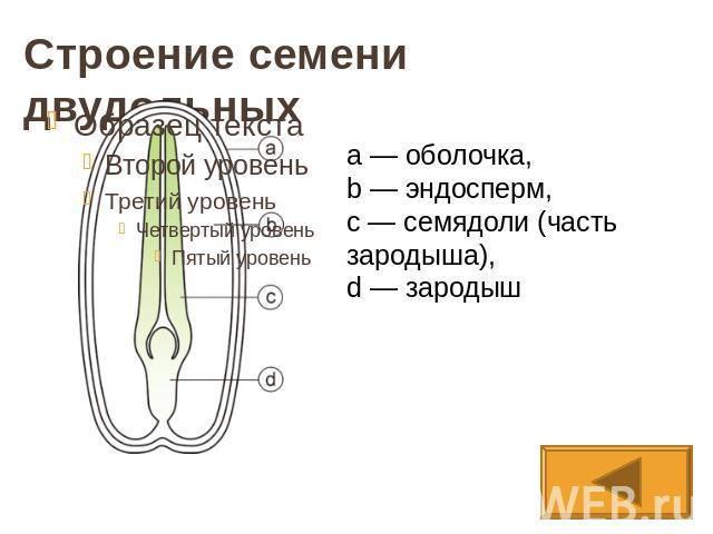 Строение семени двудольныхa — оболочка,b — эндосперм, c — семядоли (часть зародыша), d — зародыш