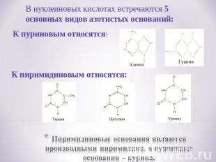 В нуклеиновых кислотах встречаются 5 основных видов азотистых оснований:Пиримиди