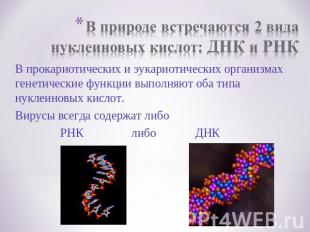 В природе встречаются 2 вида нуклеиновых кислот: ДНК и РНКВ прокариотических и э