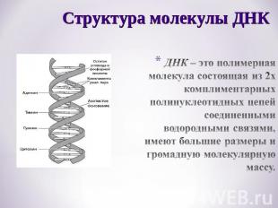 Структура молекулы ДНКДНК – это полимерная молекула состоящая из 2х комплиментар