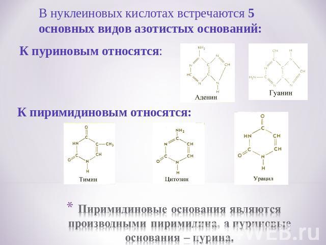 В нуклеиновых кислотах встречаются 5 основных видов азотистых оснований:Пиримидиновые основания являются производными пиримидина, а пуриновые основания – пурина.