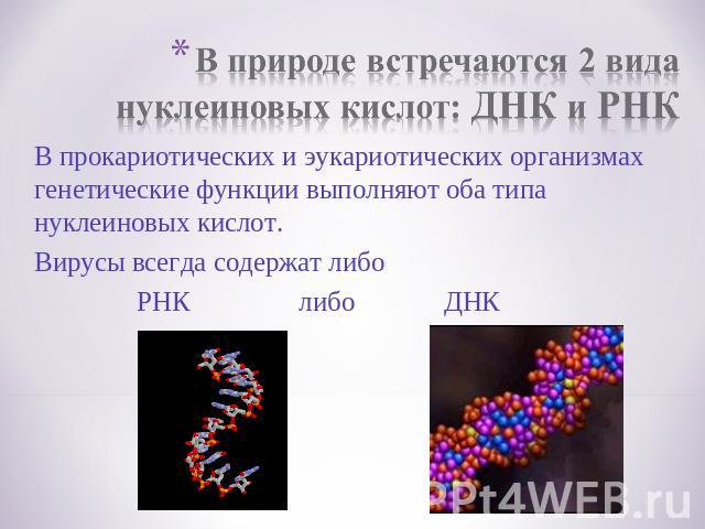 В природе встречаются 2 вида нуклеиновых кислот: ДНК и РНКВ прокариотических и эукариотических организмах генетические функции выполняют оба типа нуклеиновых кислот.Вирусы всегда содержат либо РНК либо ДНК