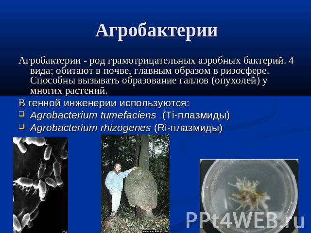 АгробактерииАгробактерии - род грамотрицательных аэробных бактерий. 4 вида; обитают в почве, главным образом в ризосфере. Способны вызывать образование галлов (опухолей) у многих растений.В генной инженерии используются:Agrobacterium tumefaciens (Ti…