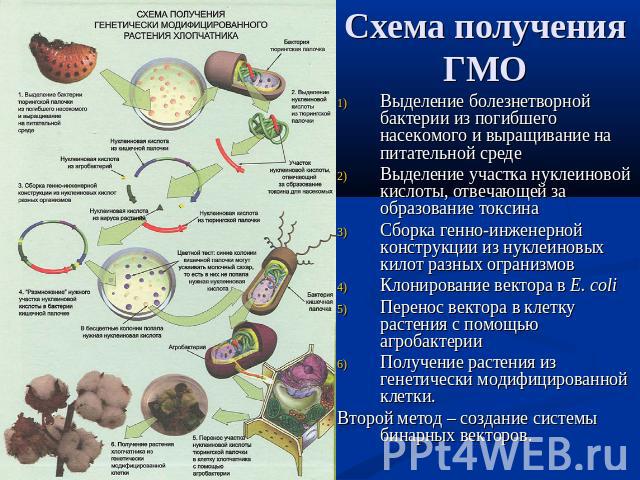 Схема получения ГМОВыделение болезнетворной бактерии из погибшего насекомого и выращивание на питательной средеВыделение участка нуклеиновой кислоты, отвечающей за образование токсинаСборка генно-инженерной конструкции из нуклеиновых килот разных ог…