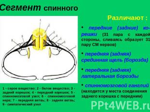 Сегмент спинного мозга передние (задние) ко-решки (31 пара с каждой стороны, сли