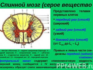 Спинной мозг (серое вещество)Представлено телами нервных клеток передний рог (ст