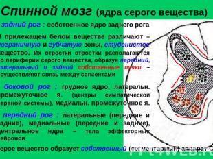 Спинной мозг (ядра серого вещества) задний рог : собственное ядро заднего рогаВ